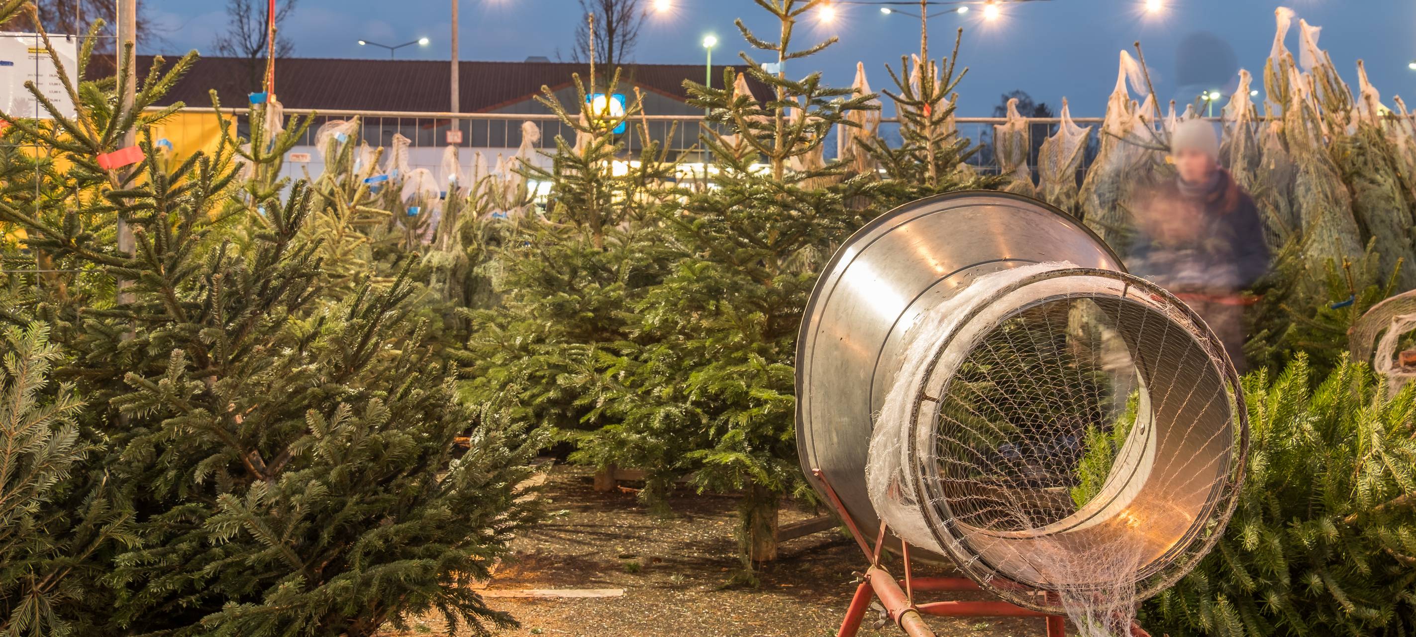 Düsseldorf - Mehr Weihnachtsbäume verkauft