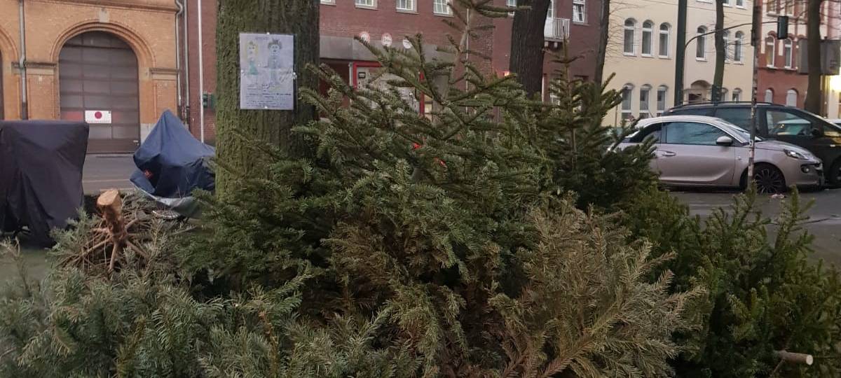 Am Straßenrand entsorgte Tannen- und Weihnachtsbäume.