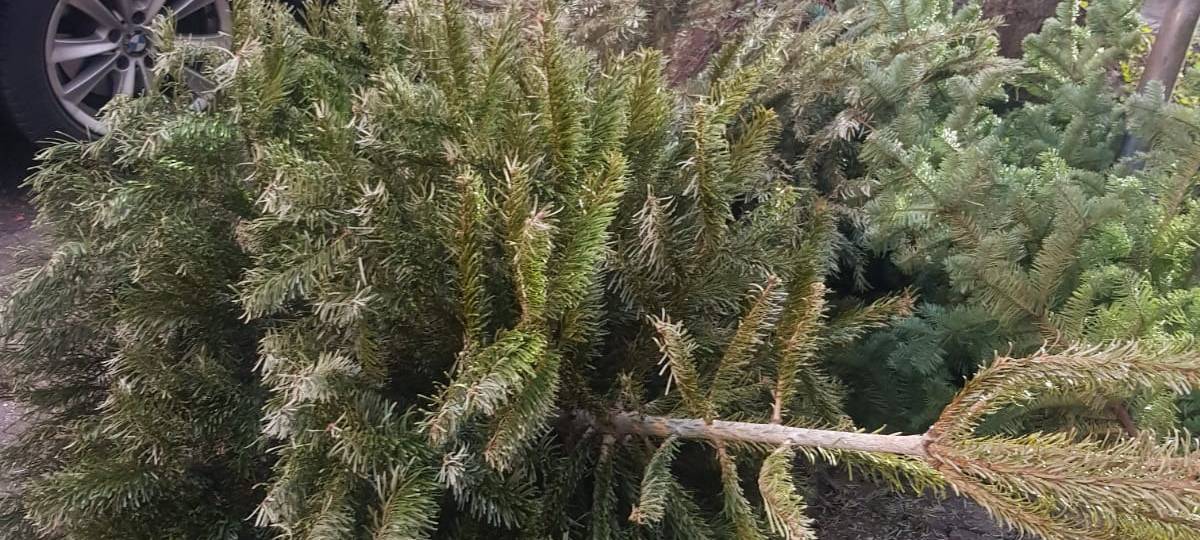 Ein am Straßenrand entsorgter Tannenbaum.