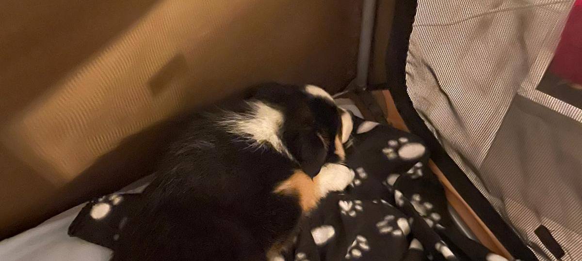 Claudia Monréal ist auf den Hund gekommen...