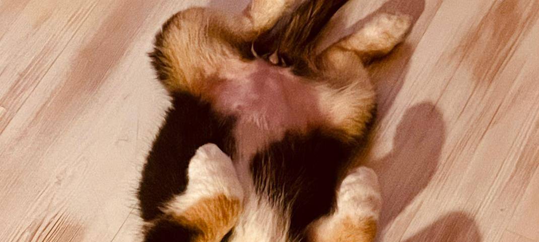 Claudia Monréal ist auf den Hund gekommen...