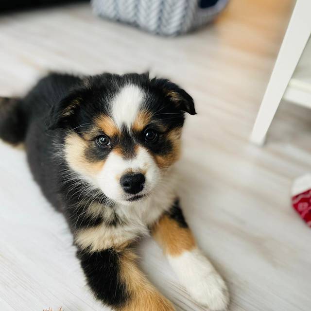 hundesteuer neues digitales angebot der stadt dusseldorf antenne dusseldorf