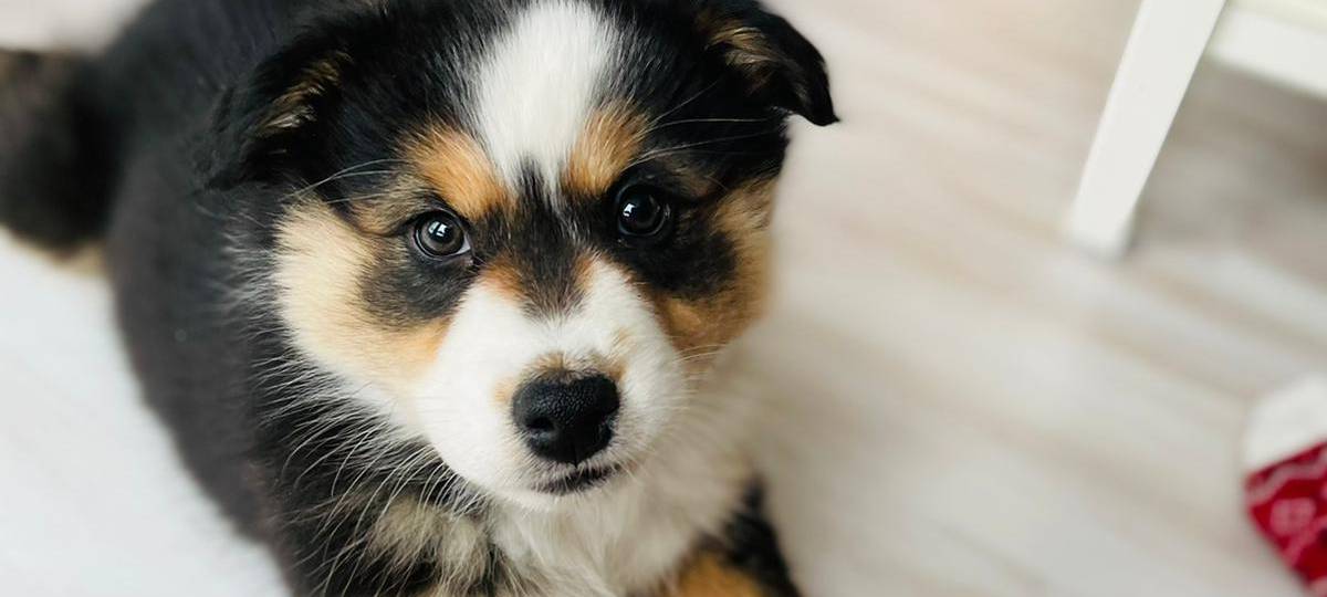 Claudia Monréal ist auf den Hund gekommen...