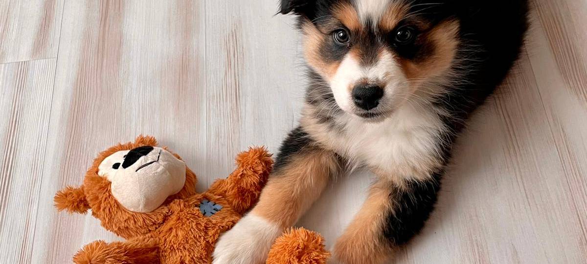 Claudia Monréal ist auf den Hund gekommen...