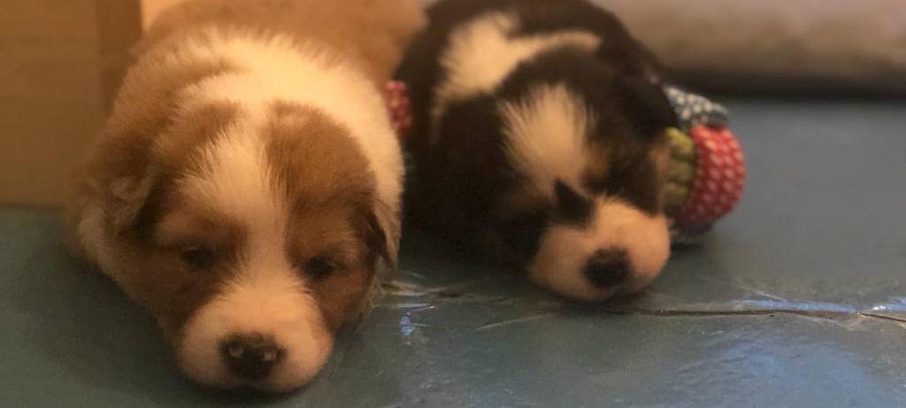 Claudia Monréal ist auf den Hund gekommen...