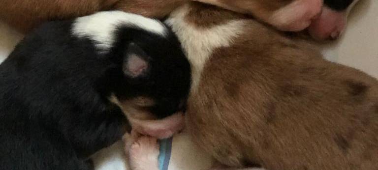 Claudia Monréal ist auf den Hund gekommen...