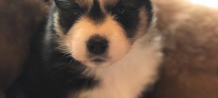 Claudia Monréal ist auf den Hund gekommen...