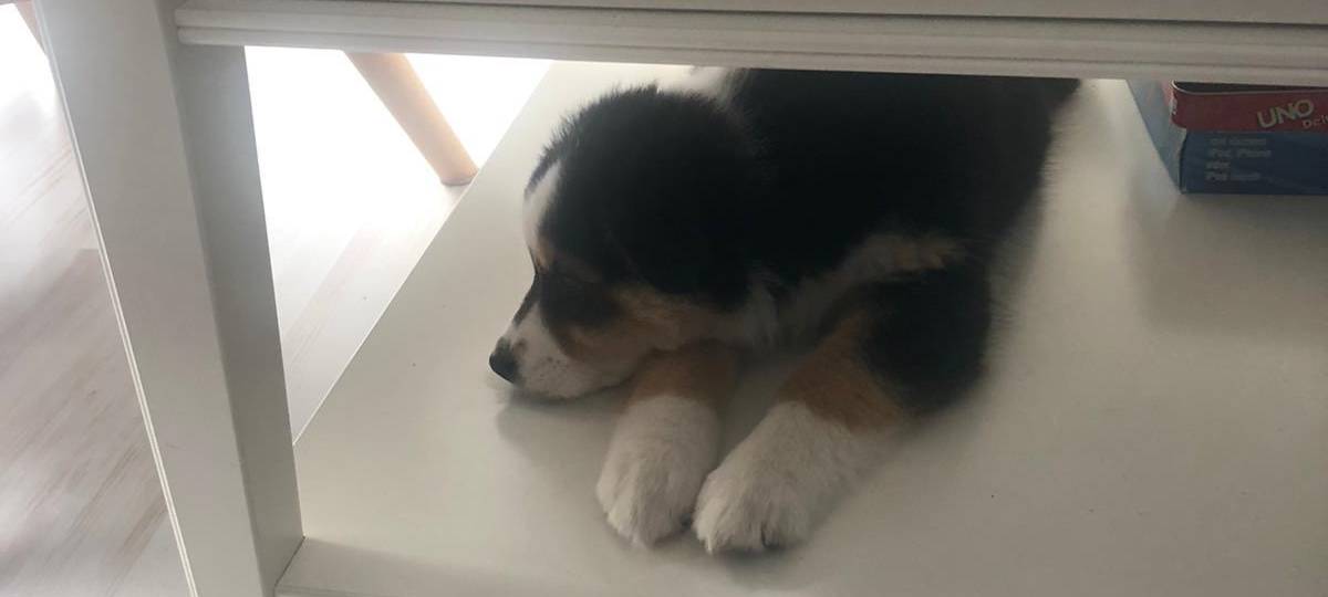 Claudia Monréal ist auf den Hund gekommen...