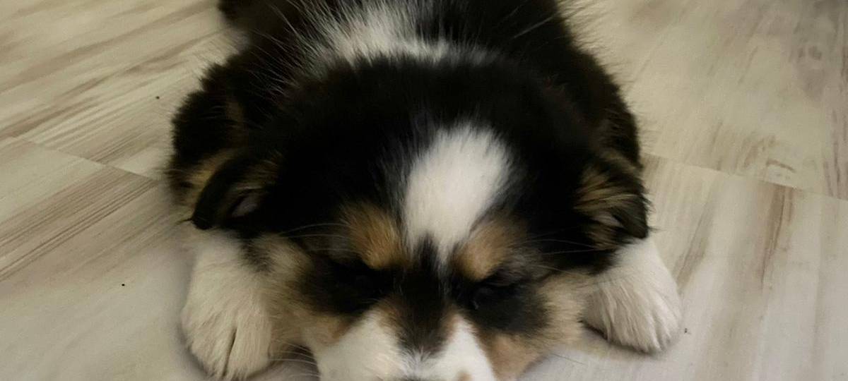 Claudia Monréal ist auf den Hund gekommen...