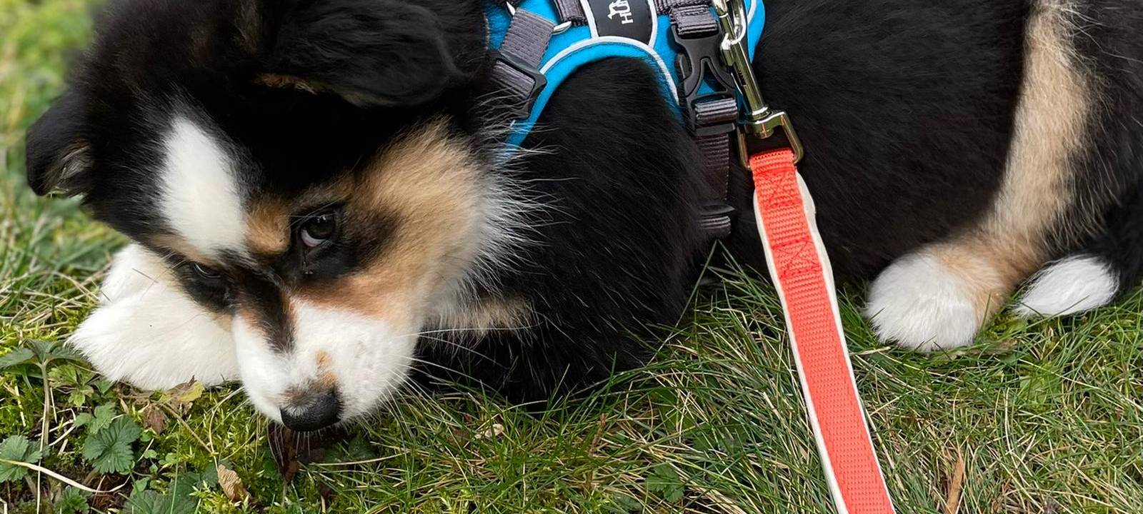 Claudia Monréal ist auf den Hund gekommen...