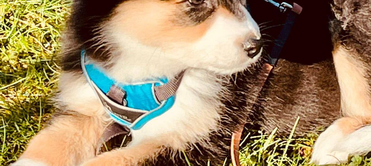 Tagebucheintrag vom 22. Februar 2021