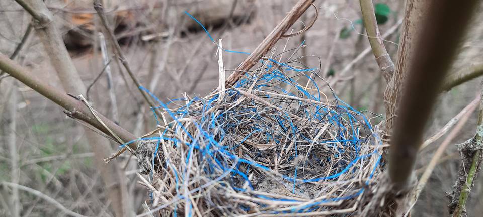 Düsseldorf: 350 Kilogramm Müll am Rhein gesammelt
