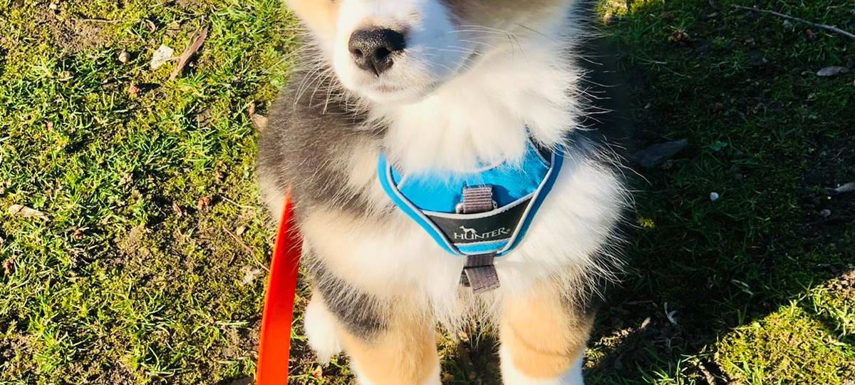 Claudia Monréal ist auf den Hund gekommen...