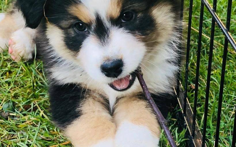claudia monreal ist auf den hund gekommen antenne dusseldorf