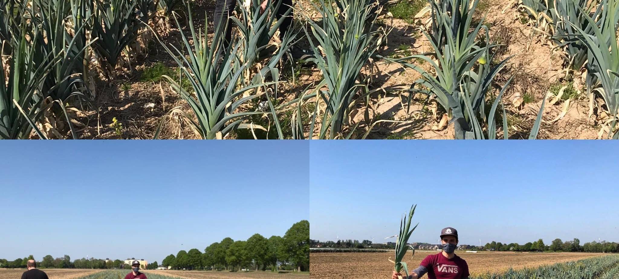Düsseldorfer rettet Obst und Gemüse
