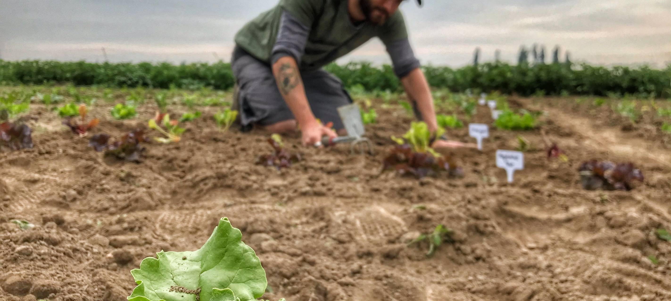 Düsseldorfer rettet Obst und Gemüse