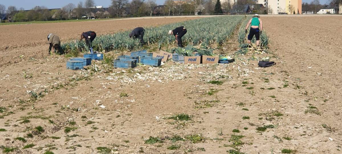 Düsseldorfer rettet Obst und Gemüse