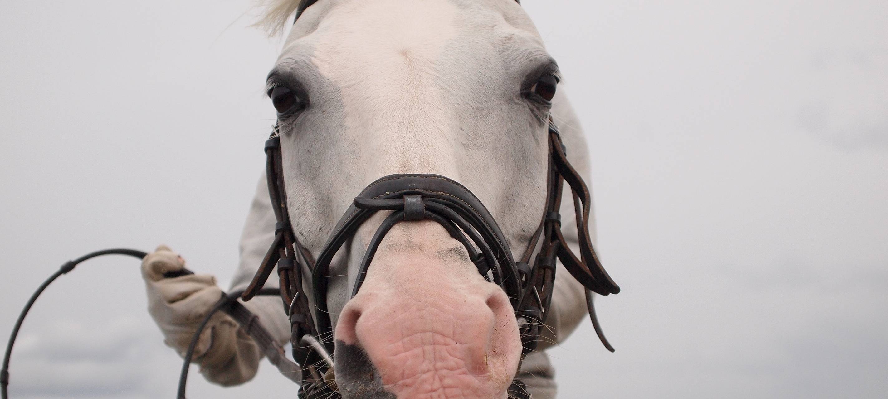 bis zum 8. Januar 2023: Traumwelten - Die Pferdeshow