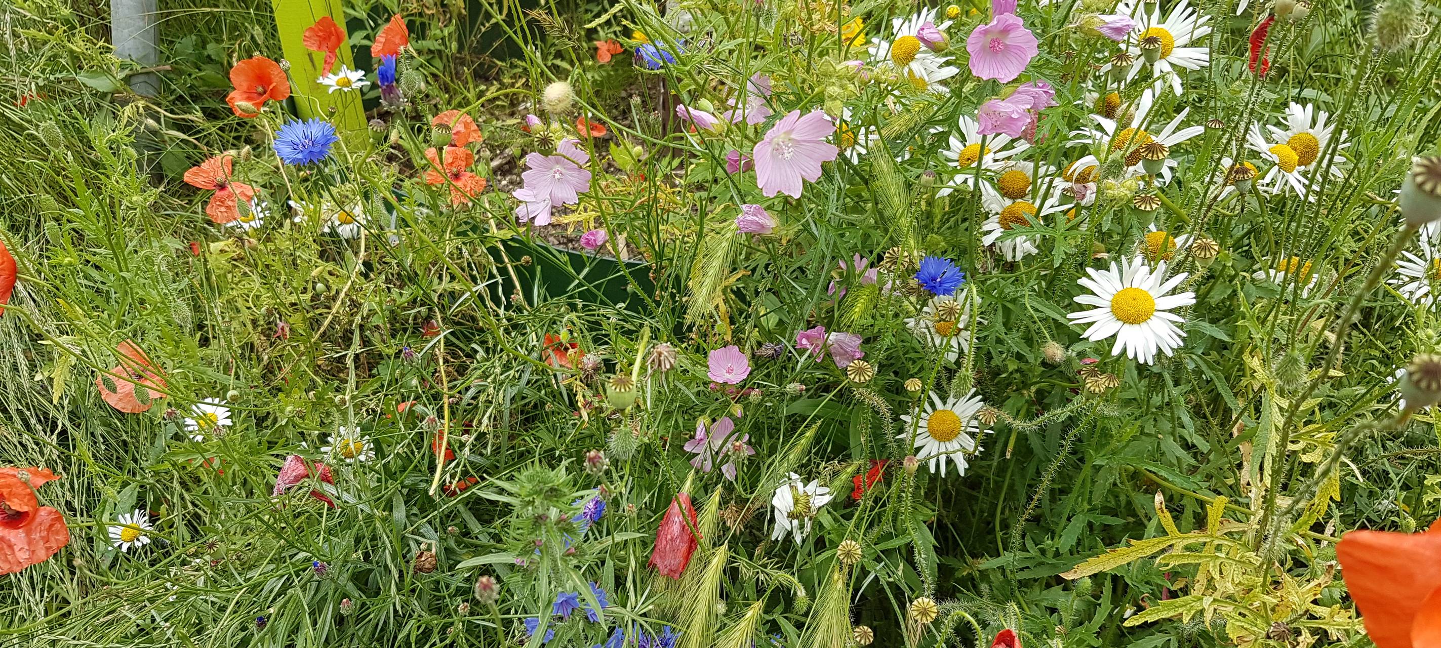 Neue Blühwiese für Düsseldorf