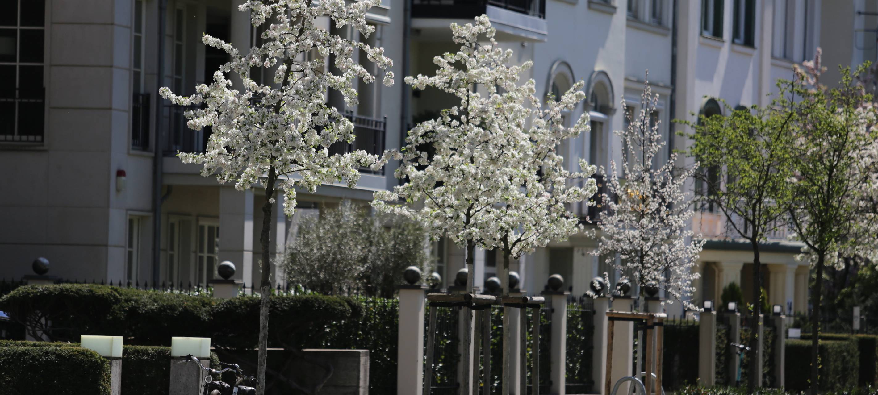 Stadt hofft auf Hilfe der Düsseldorfer bei Baumbewässerung