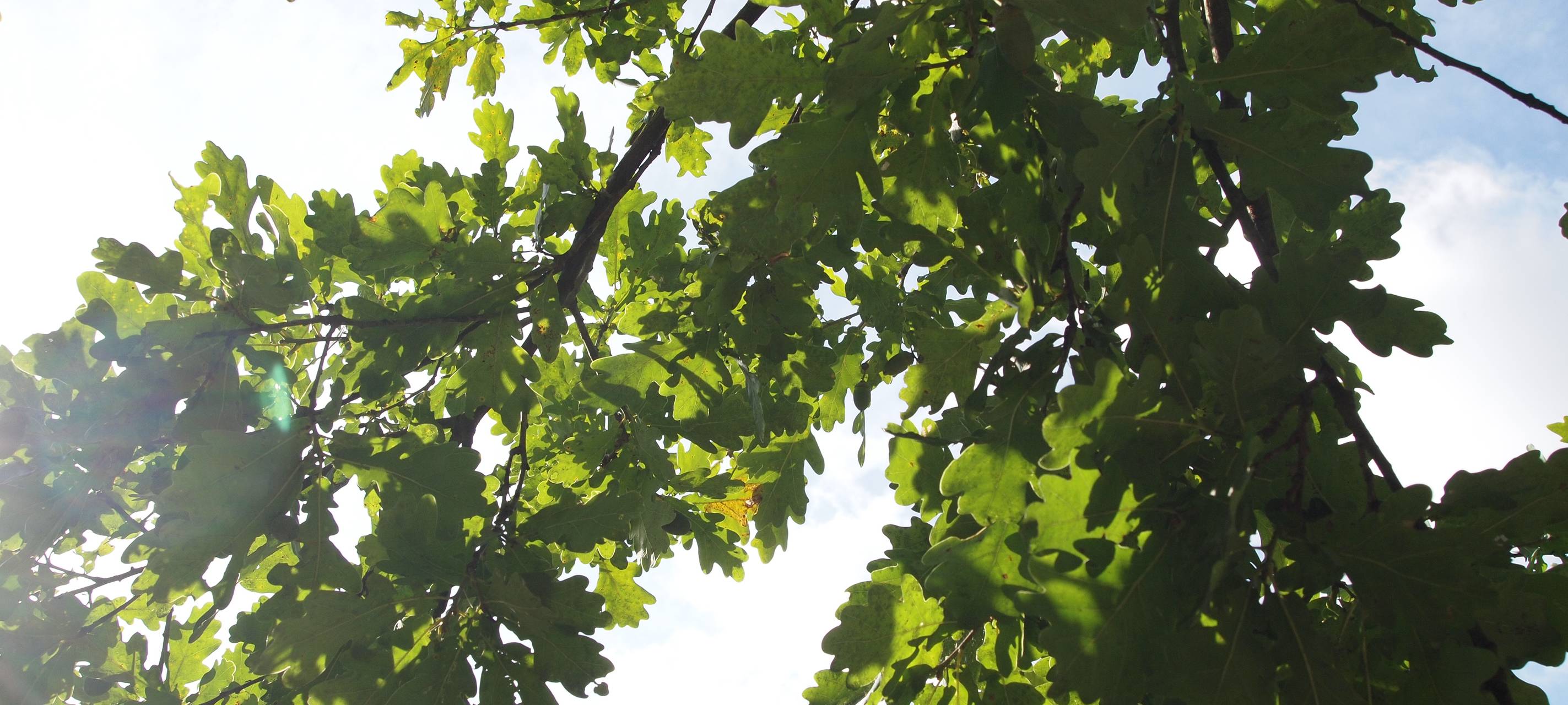 In Düsseldorf müssen 240 Bäume gefällt werden