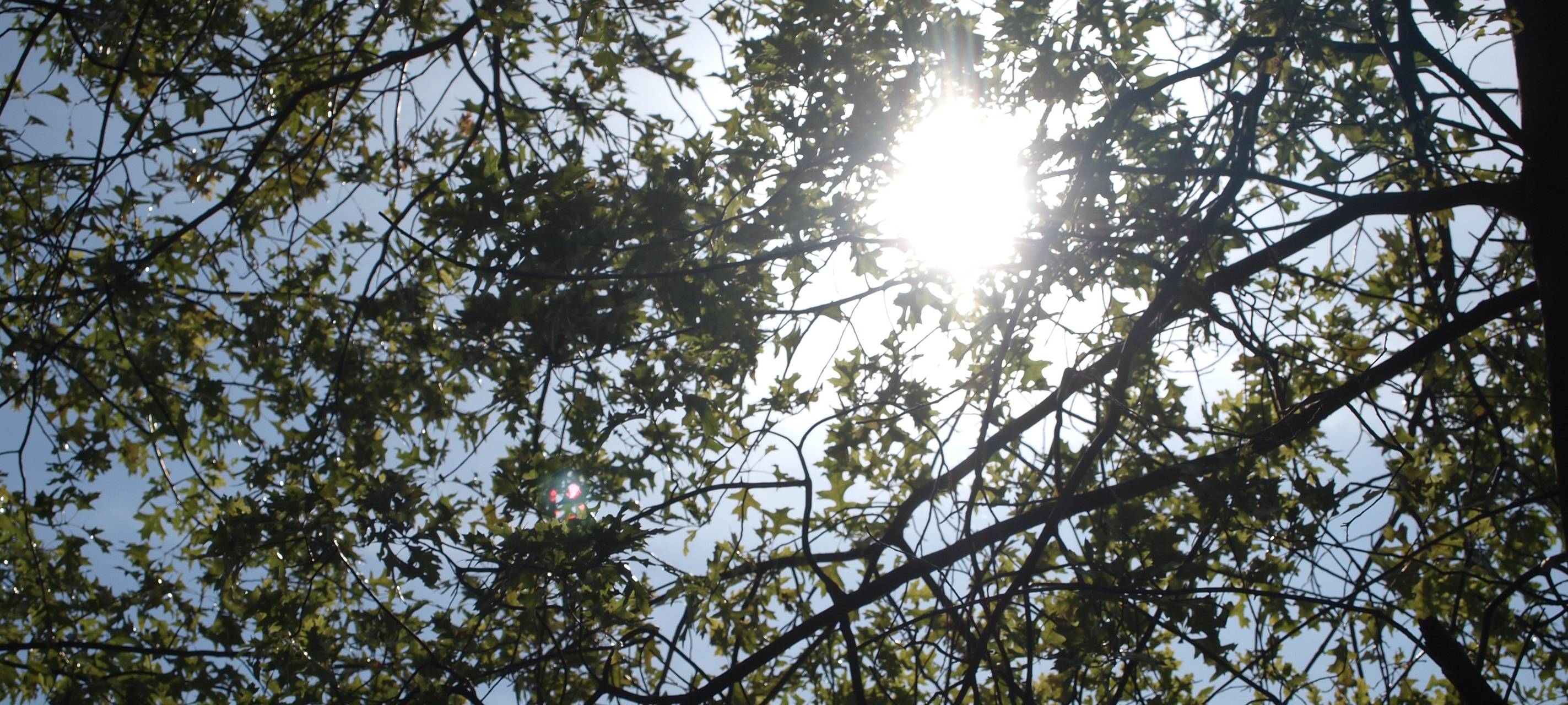 Neue Bäume für Düsseldorf