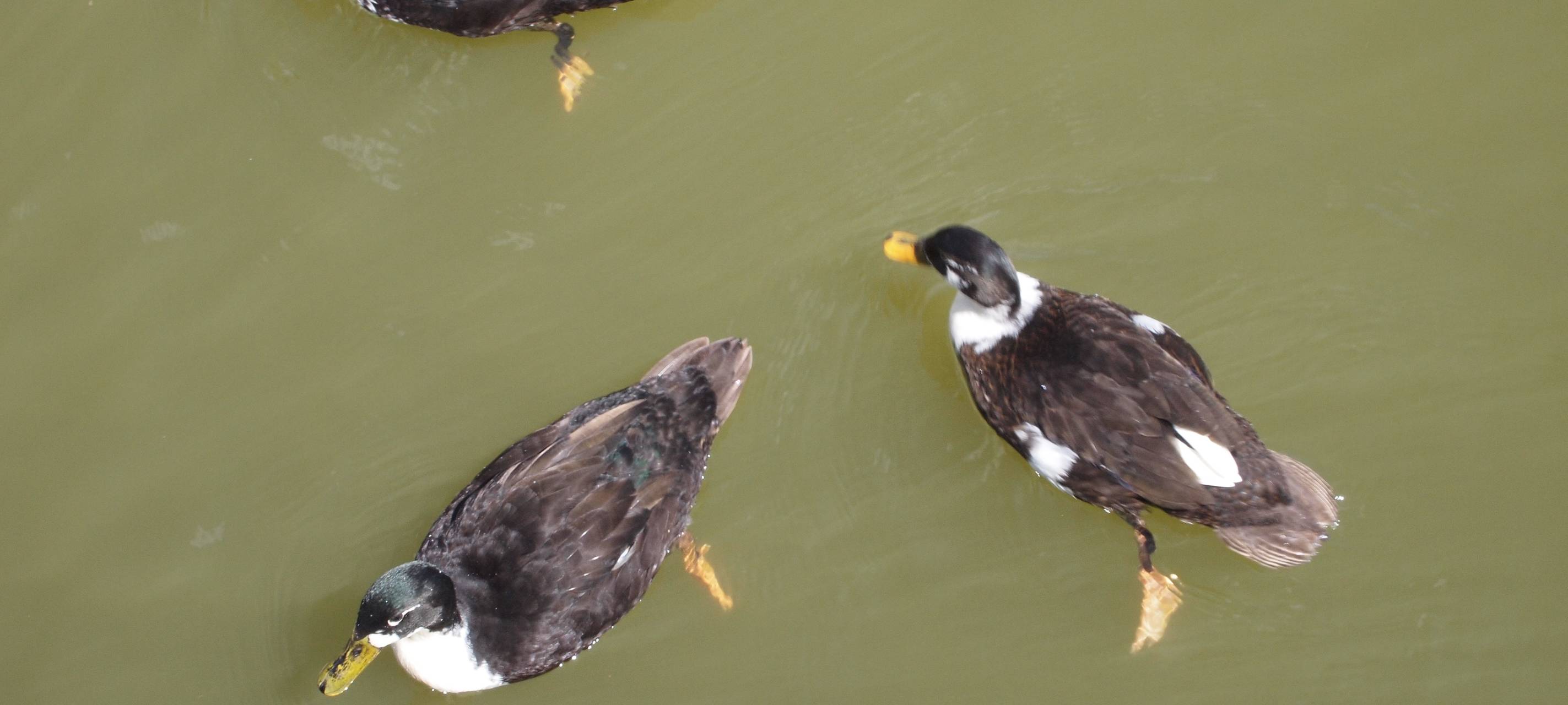 Hitze: So könenn wir Tieren helfen