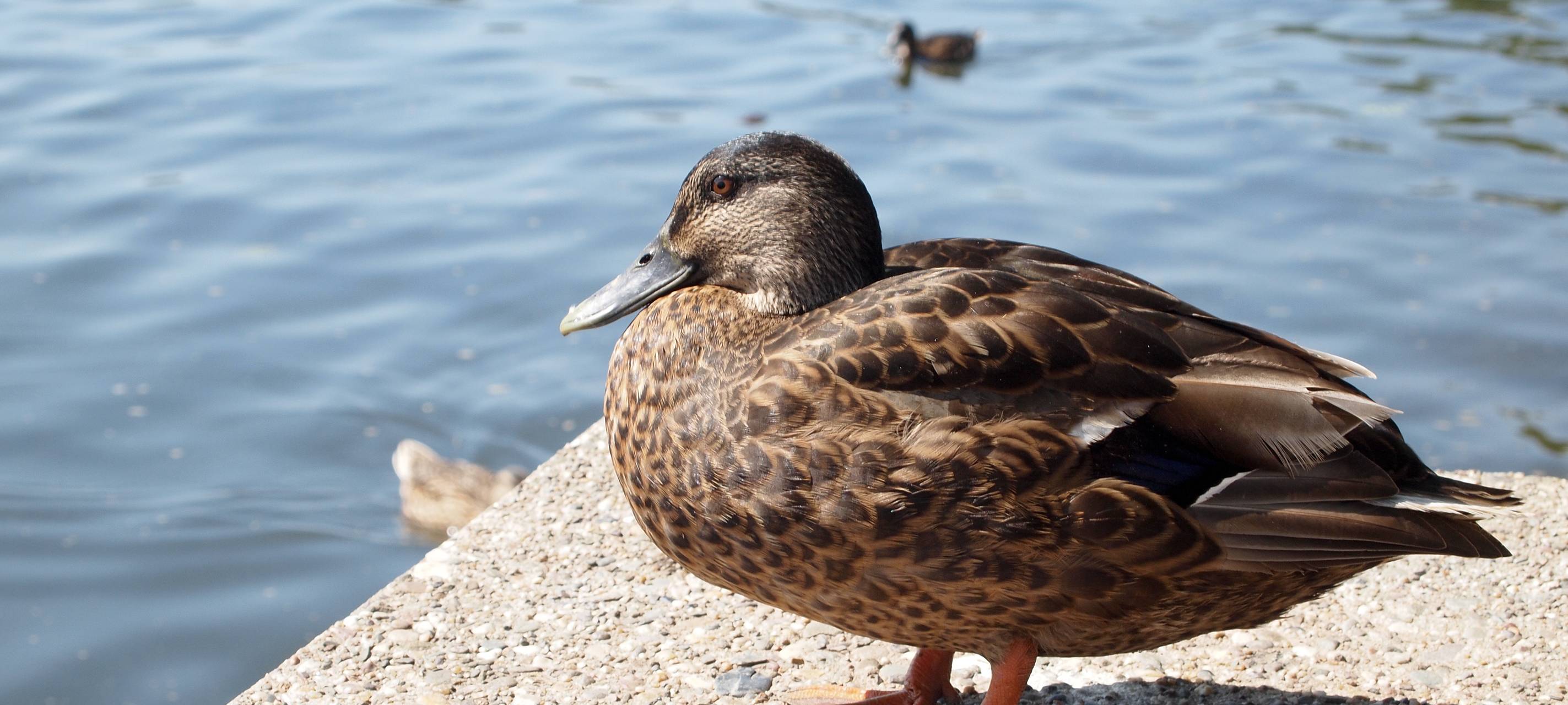 Trockenheit sorgt für Entensterben
