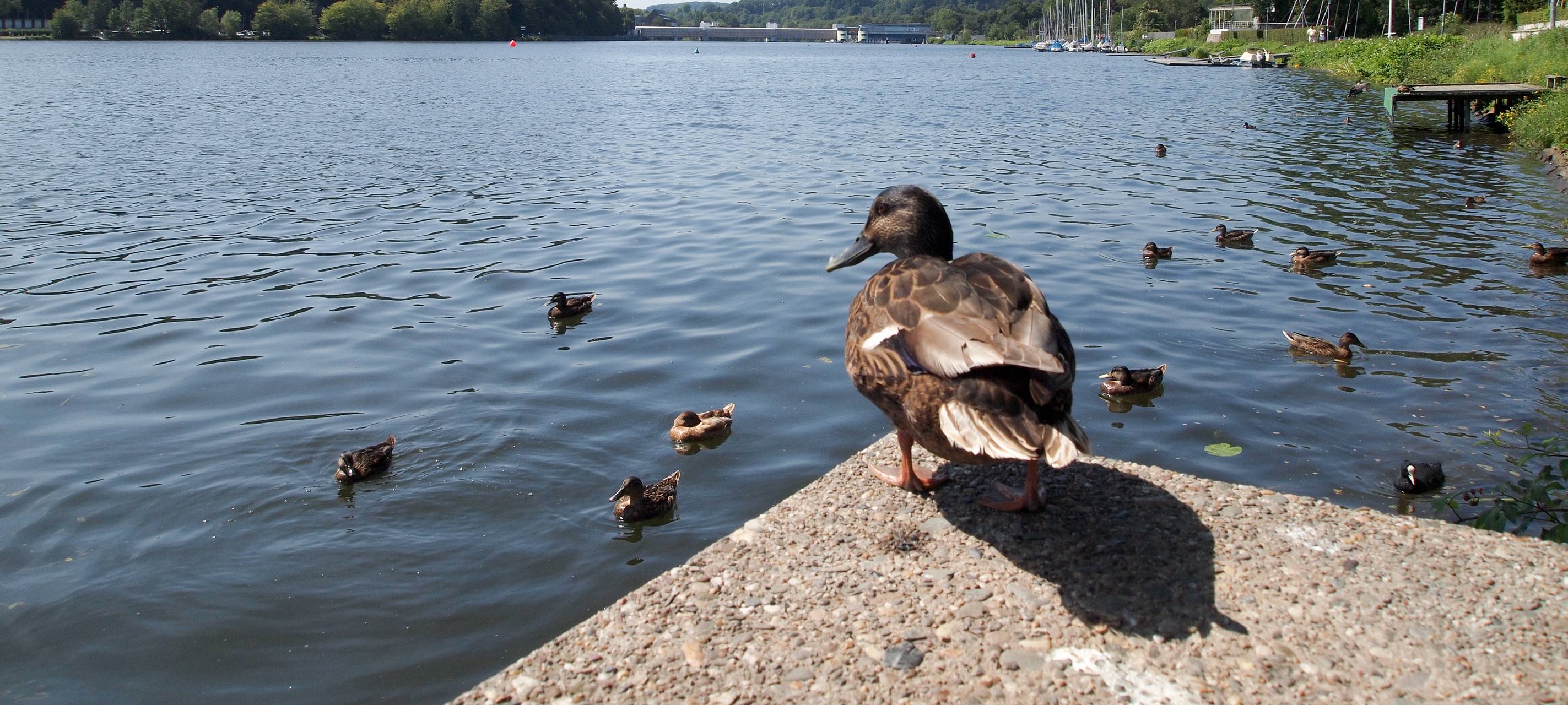 Maßnahmen gegen Entensterben