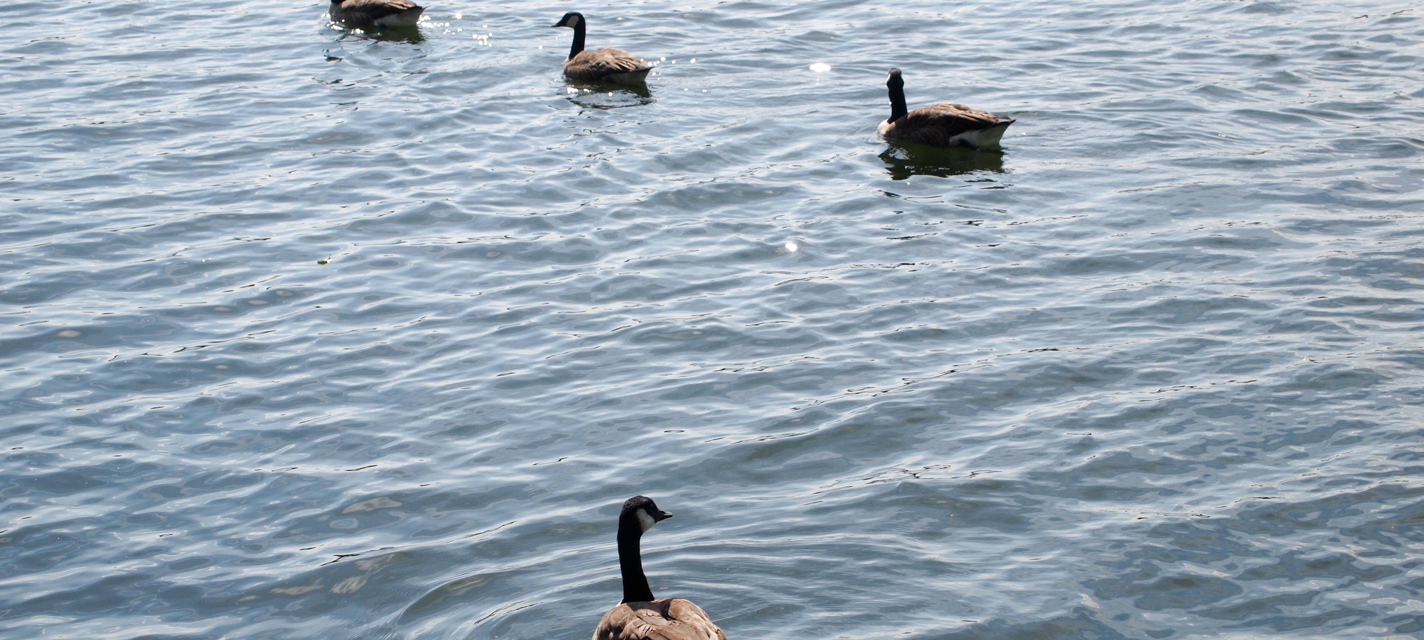 Düsseldorf - Mehr Präsenz am Angermunder Baggersee