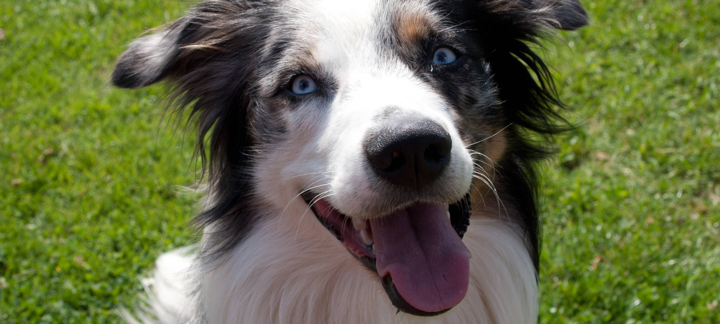 Polizei beruhigt in Sachen Hundeköder