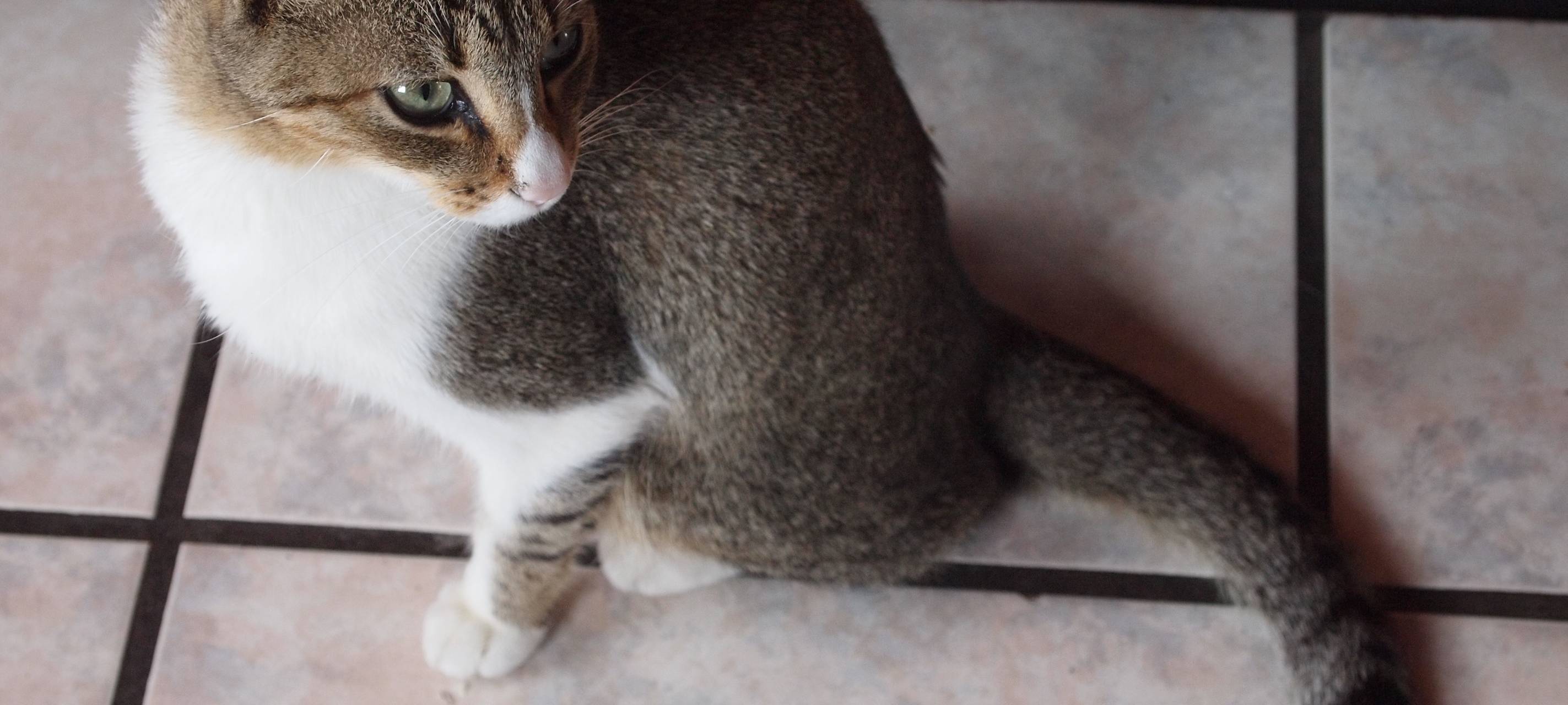 Düsseldorfer Tierheim immer voller