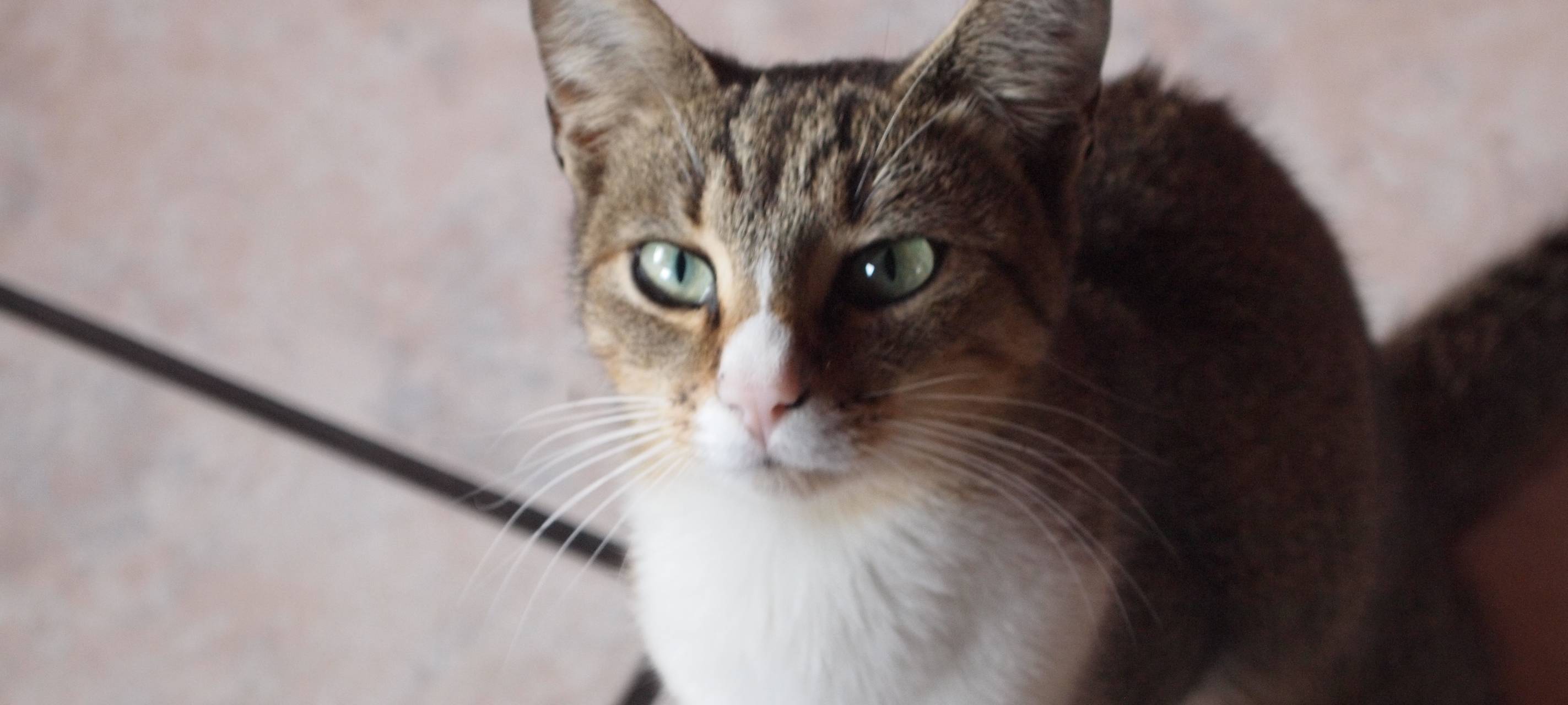 Faktencheck: Landen Katzen immer auf den Pfoten?