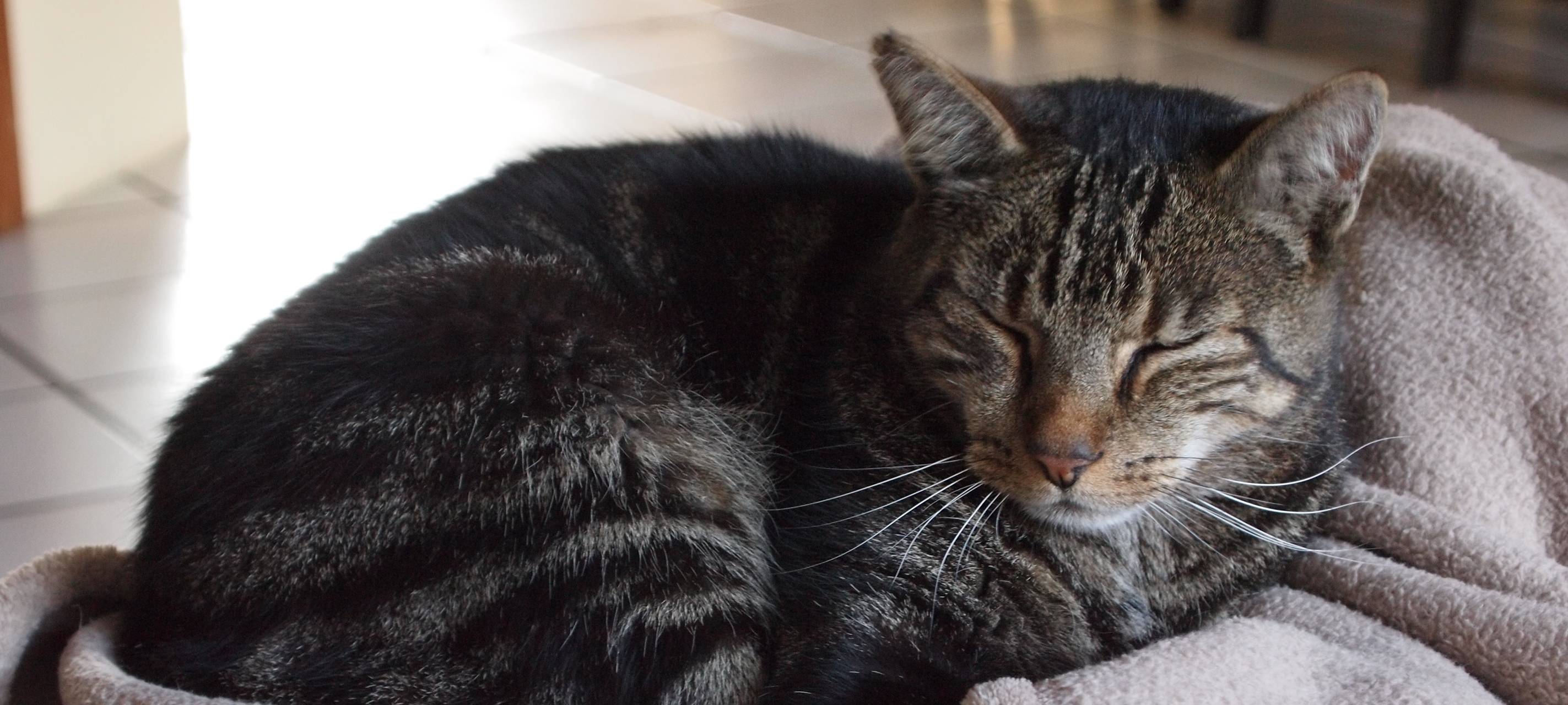 Düsseldorfer Tierheim ist voll!