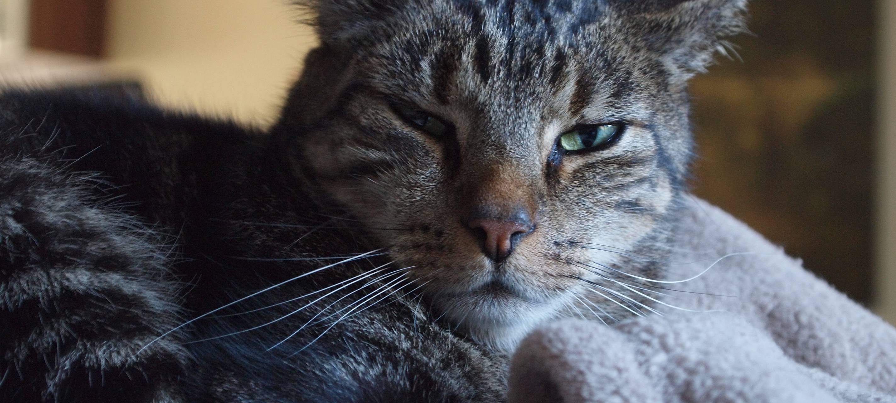 Herbstferien & Tiere: Stadt Düsseldorf warnt