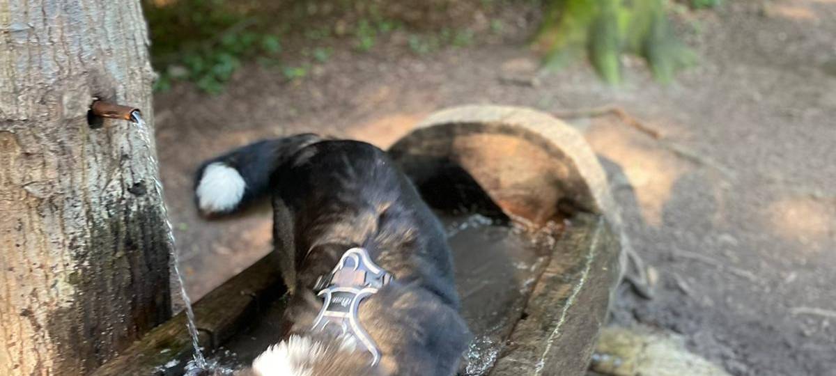 Tagebucheintrag vom 14. Juni 2021