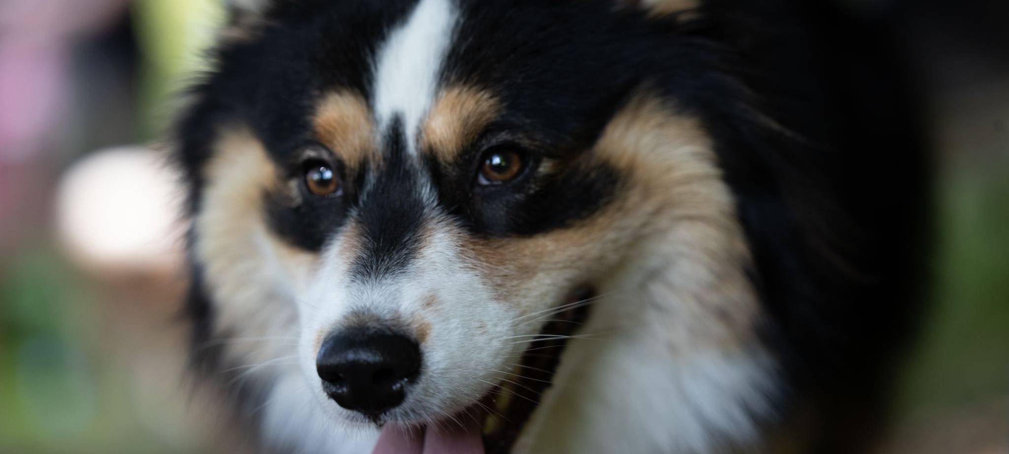 Düsseldorf-Zahlen zum Welthundetag