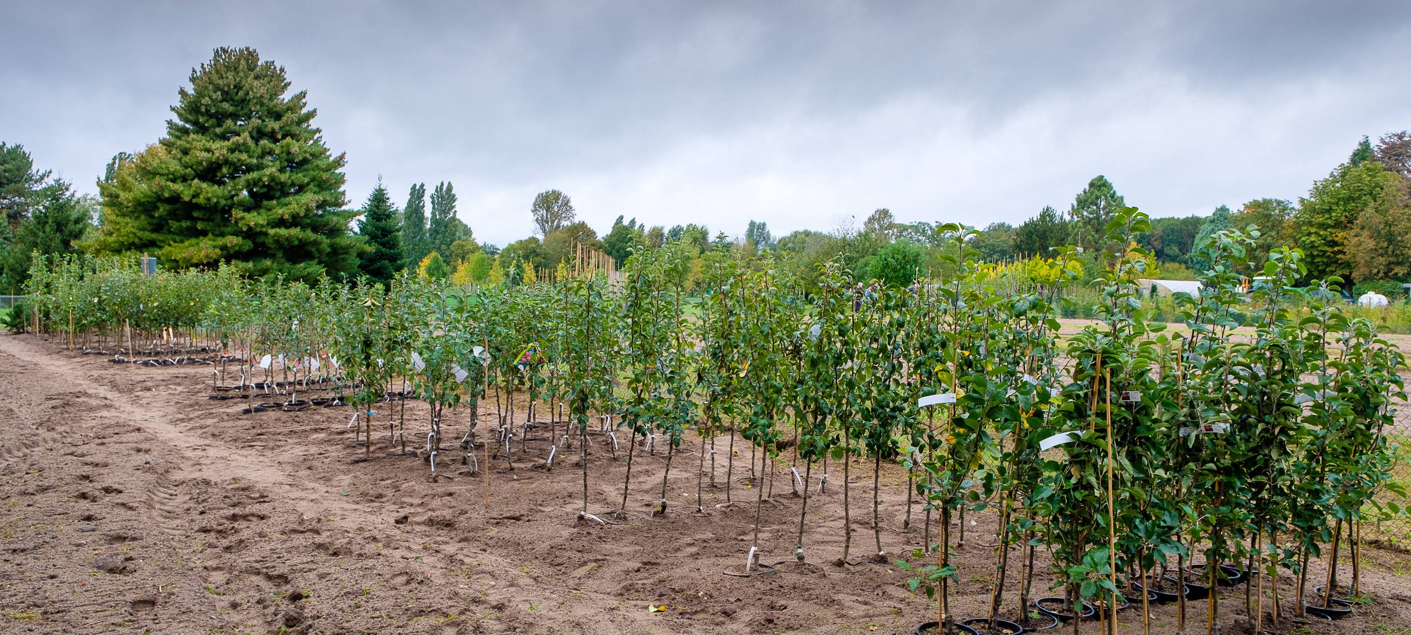 Düsseldorf startet "Dein Baum"-Aktion