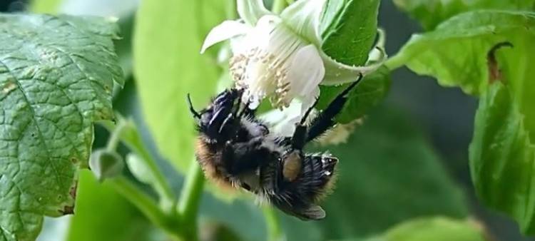 NABU Düsseldorf will Insekten helfen