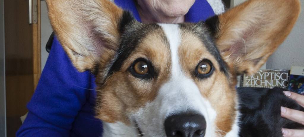 Düsseldorf: Mit Hunden demenzkranke Menschen unterstützen