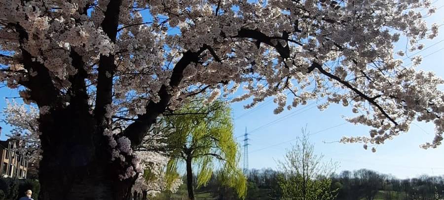 Oberbilk: Ein Stadtteil voller Vielfalt und Leben