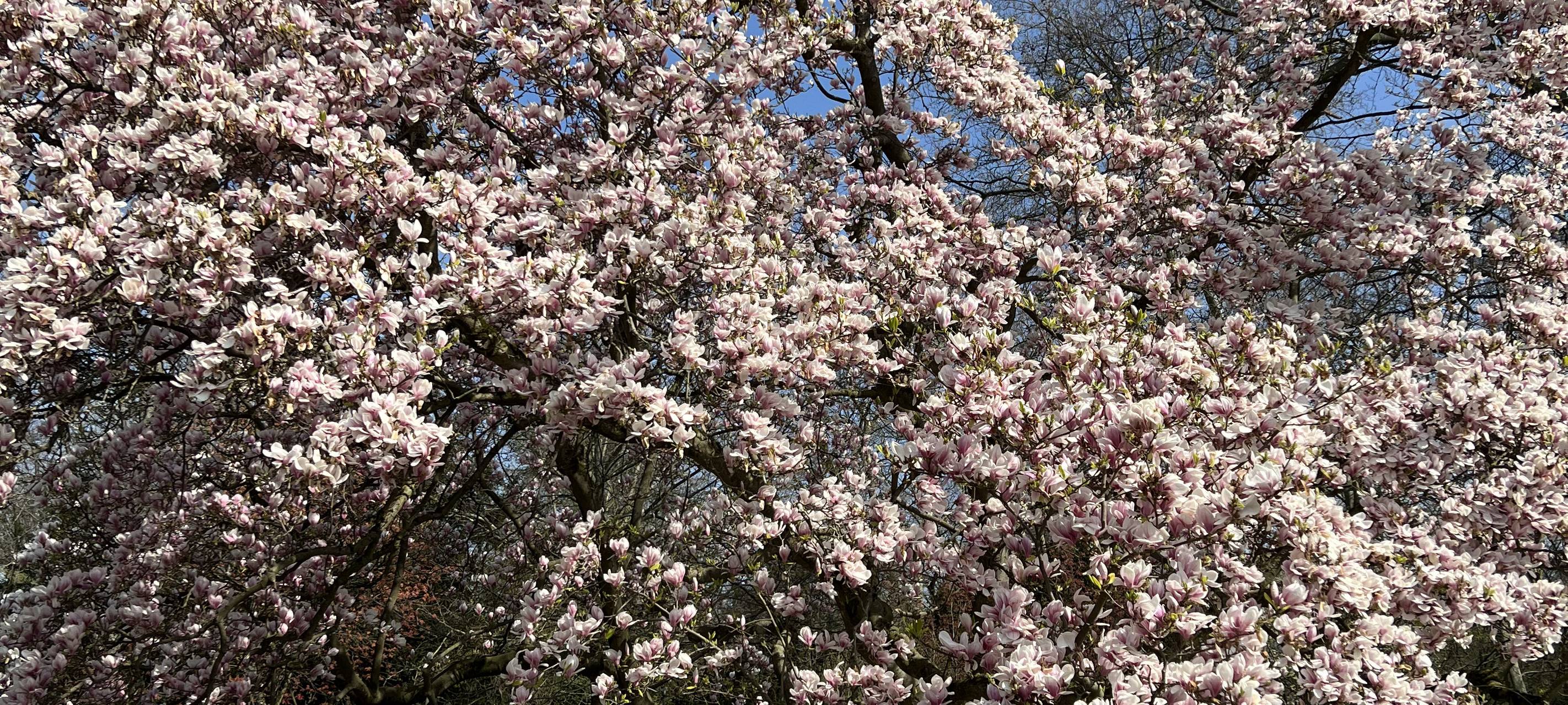 Zu viel Müll in Düsseldorfer Parks