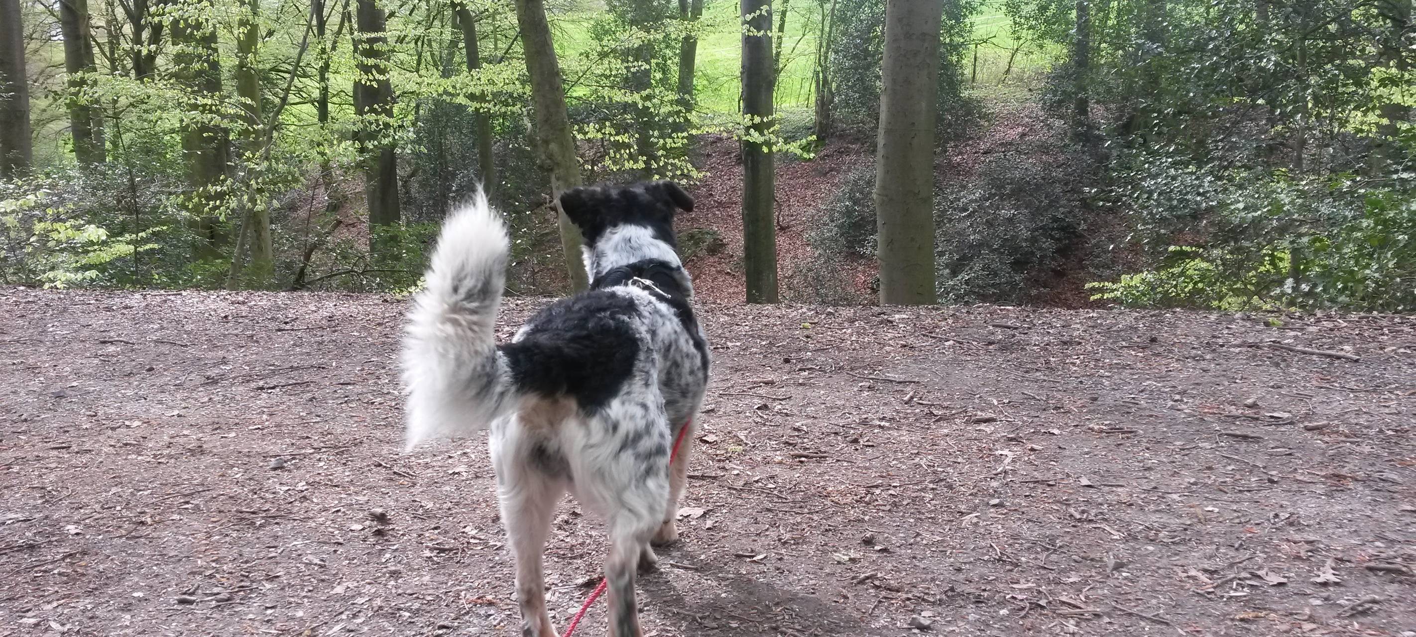 Stadt Düsseldorf warnt vor tierischen Urlaubsmitbringseln