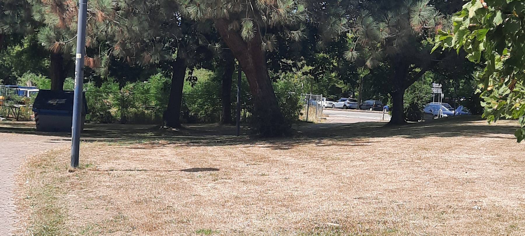 Trockenheit. Ein trockener Boden in einem Park. Im Hintergrund ist ein Nadelbaum zu sehen.