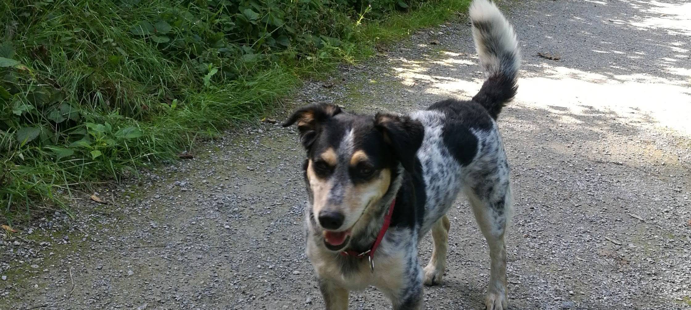 "Tag des Haustiers": Forderungen aus Düsseldorf