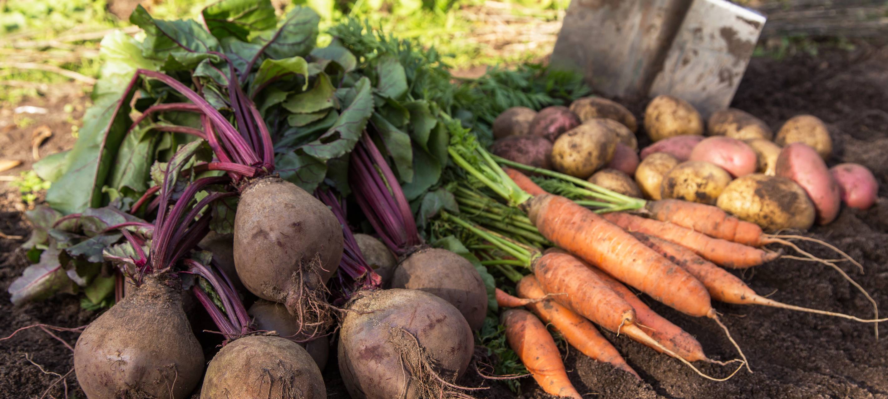 Düsseldorf: Ernte beim akuellen Wetter
