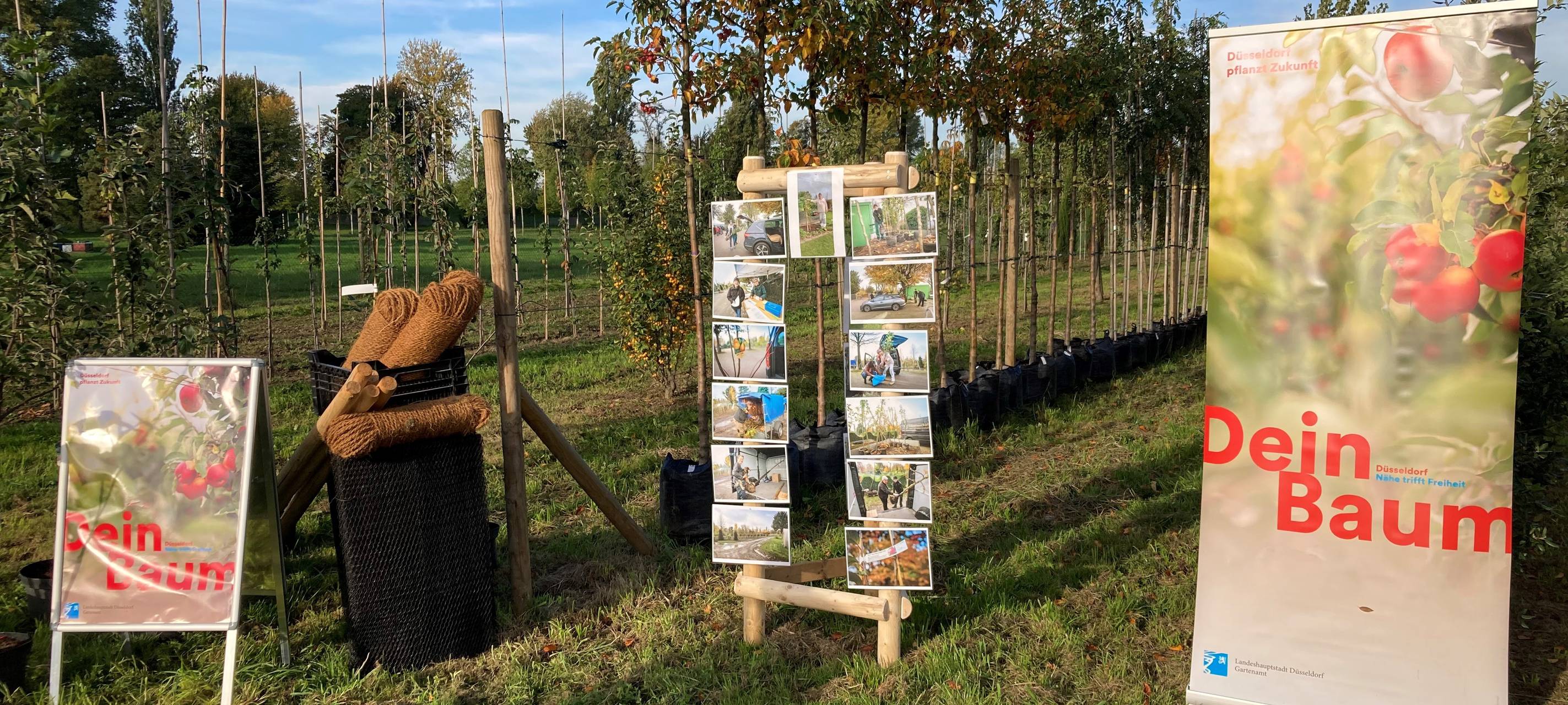 "Dein Baum"-Aktion in Düsseldorf: Schnelligkeit gefragt