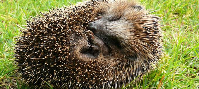 Stadt Düsseldorf warnt vor Mährobotern