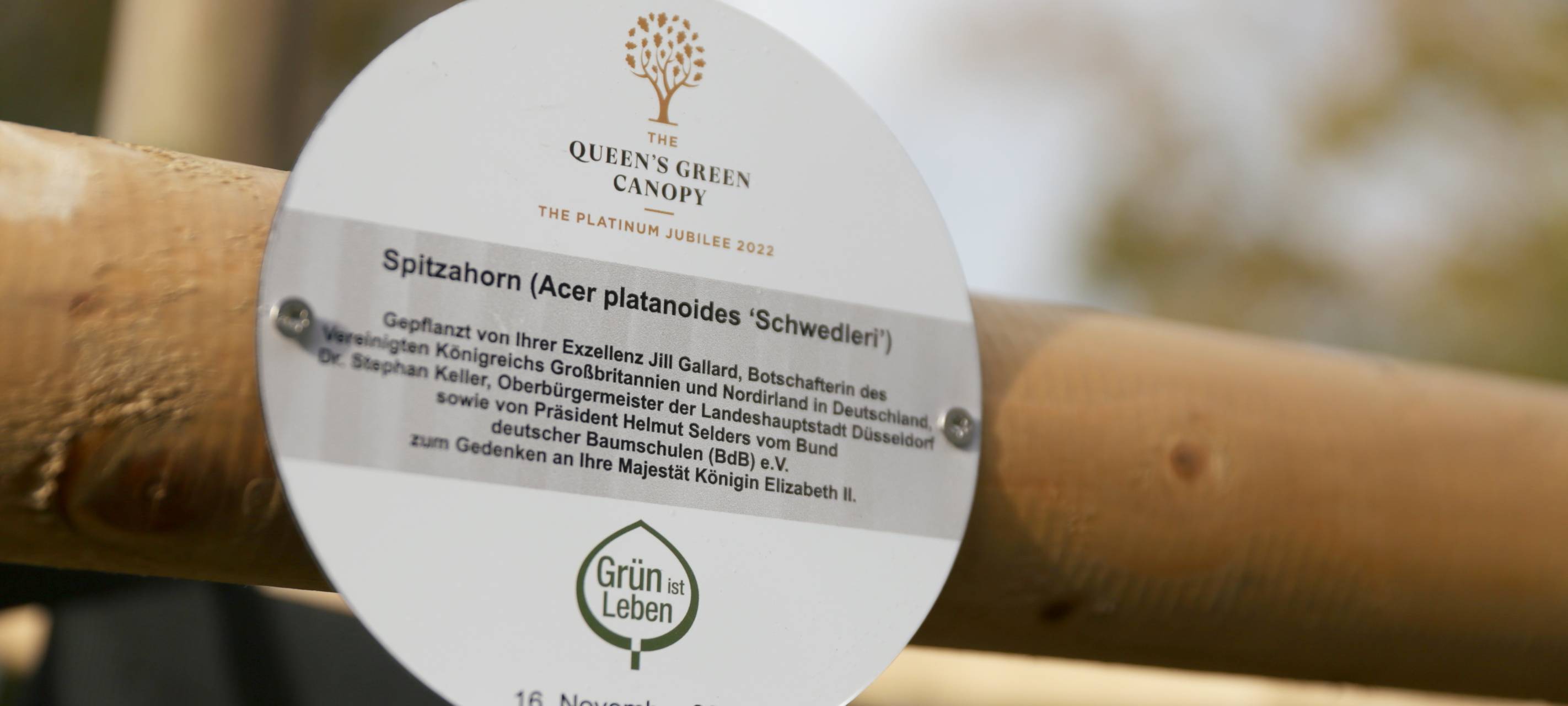 Düsseldorf: Neuer Spitzahorn zu Ehren der Queen