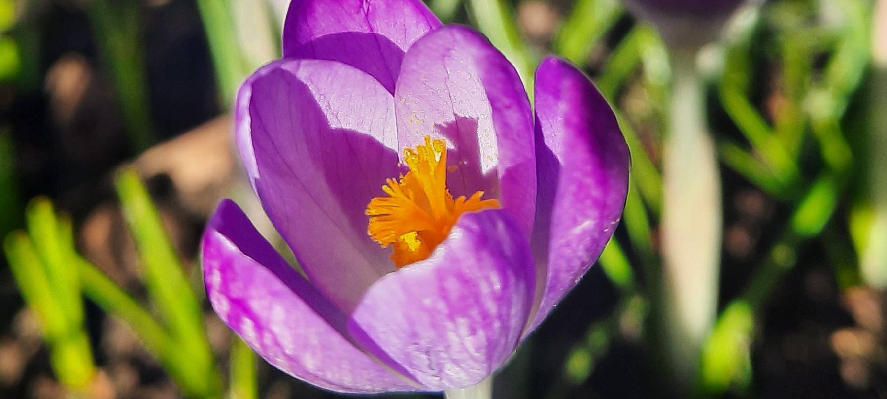 Düsseldorf pflanzt fast 200.000 Frühlingsblumen